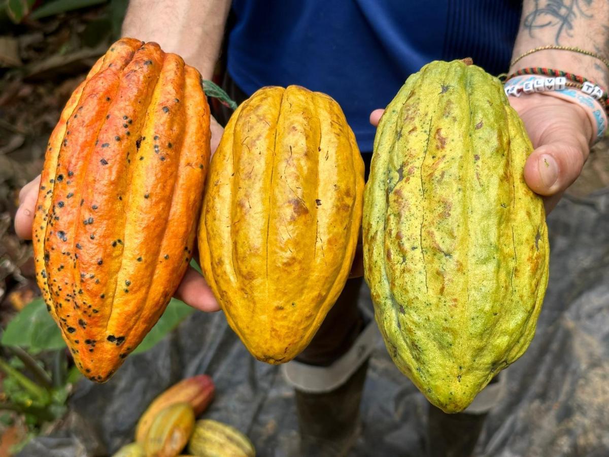 Finca La Selvita Chocolate Experience Buritaca Ngoại thất bức ảnh