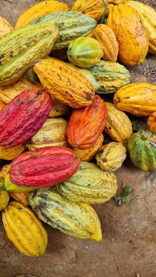 Finca La Selvita Chocolate Experience Buritaca Ngoại thất bức ảnh