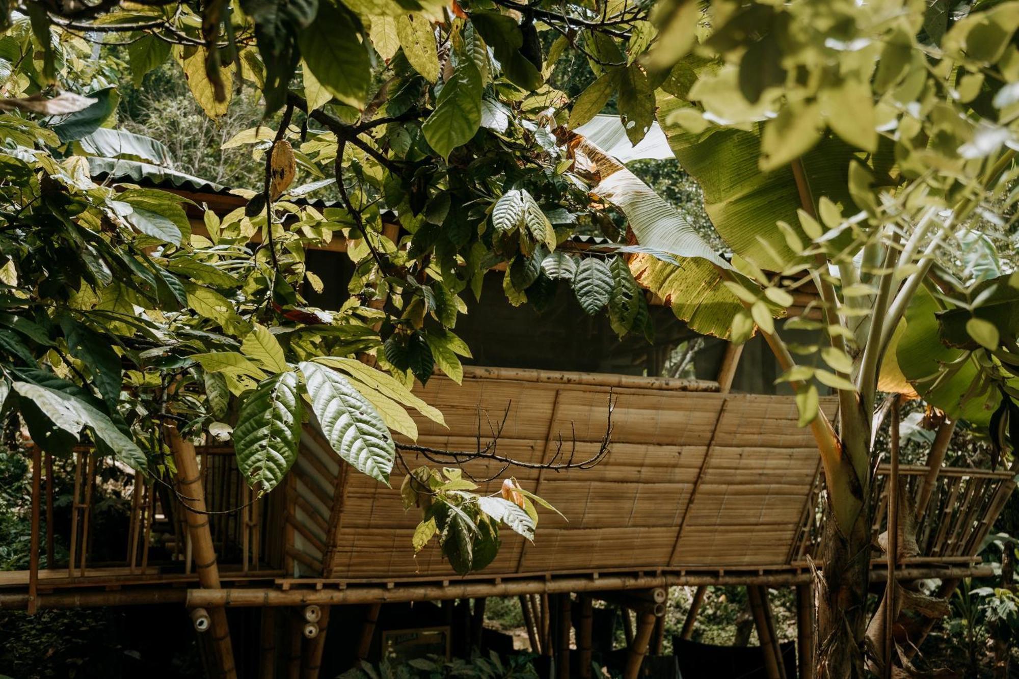 Finca La Selvita Chocolate Experience Buritaca Ngoại thất bức ảnh